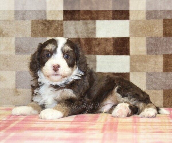 Medium Photo #2 Bernedoodle (Miniature) Puppy For Sale in DENVER, PA, USA