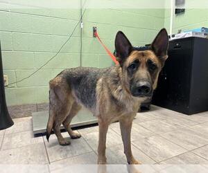 German Shepherd Dog-Unknown Mix Dogs for adoption in Grand Prairie, TX, USA