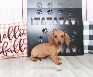 Dachshund Puppy for sale in MARIETTA, GA, USA