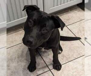 STORM - Male American Pit Bull Terrier-Unknown Mix Dog for Adoption - Photo #8