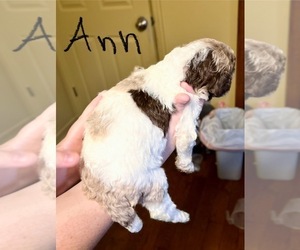 Poodle (Standard) Puppy for sale in SPARTANBURG, SC, USA