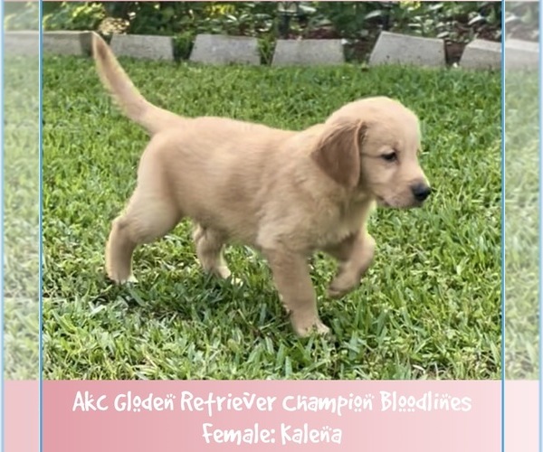 Medium Photo #1 Golden Retriever Puppy For Sale in SUGAR LAND, TX, USA