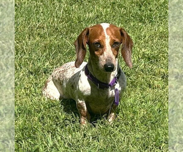 Medium Photo #15 Dachshund Puppy For Sale in Boonton, NJ, USA