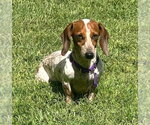 Small #14 Dachshund