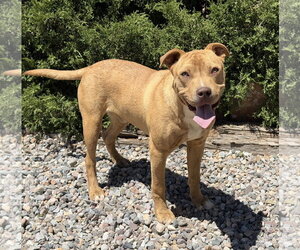 Charismatic Mr Claudio ~ American Bully - Male American Staffordshire Terrier Dog for Adoption - Photo #4