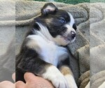 Small Photo #6 Australian Shepherd Puppy For Sale in NELSON, VA, USA
