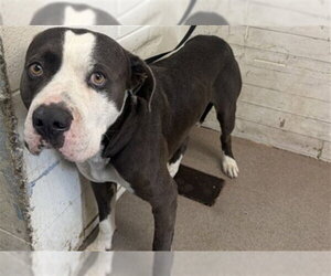 Mutt Dogs for adoption in San Bernardino, CA, USA