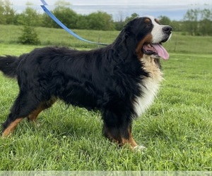 Father of the Bernese Mountain Dog puppies born on 05/30/2022