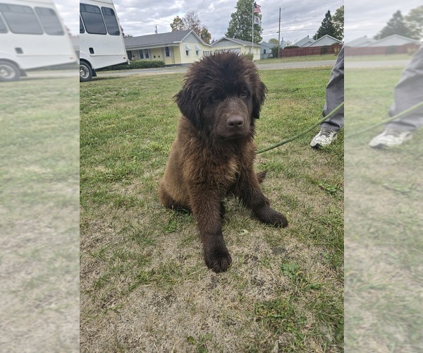 Medium Photo #3 Newfoundland Puppy For Sale in TILTON, IL, USA