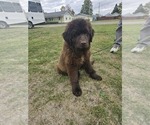 Small #2 Newfoundland