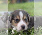 Puppy 1 Australian Shepherd-Beagle Mix