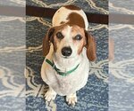 Small #1 Dachshund