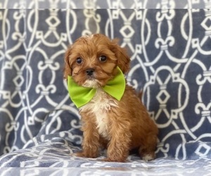 Cavapoo Puppy for sale in LAKELAND, FL, USA