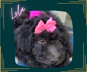 Aussiedoodle Puppy for Sale in BOISE, Idaho USA