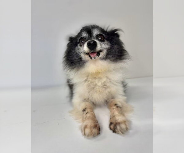 Medium Photo #2 Pomeranian Puppy For Sale in Claremore, OK, USA