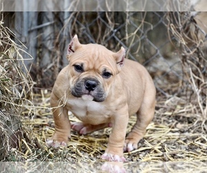 American Bully Puppy for sale in CHICAGO, IL, USA