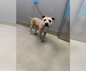 Mutt Dogs for adoption in Las Vegas, NV, USA