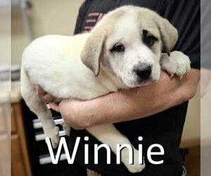 Labrenees Dogs for adoption in Mountain View, AR, USA