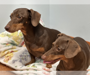 Jasper and Luna - Female Dachshund Dog for Adoption - Photo #5