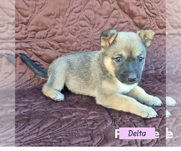 Medium Photo #1 Mutt Puppy For Sale in Brewster, NY, USA