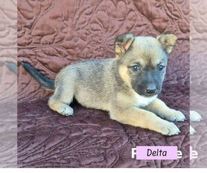 Mutt Dogs for adoption in Brewster, NY, USA