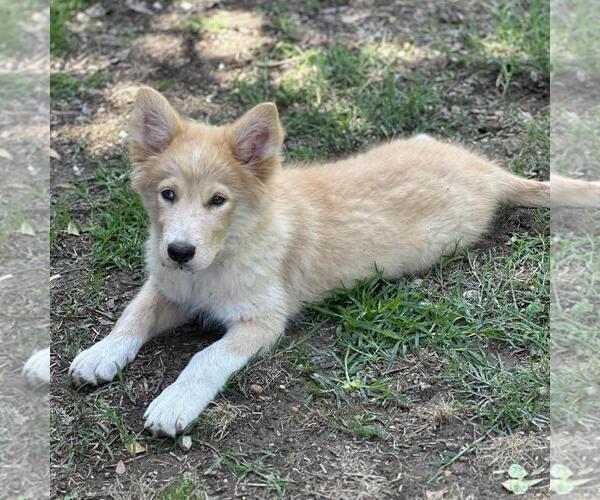 Medium Photo #3 Huskies -Unknown Mix Puppy For Sale in Yardley, PA, USA