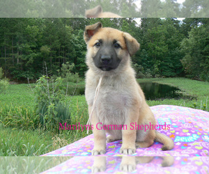 German Shepherd Dog Puppy for Sale in PIEDMONT, Missouri USA