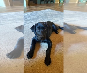 Labrador Retriever Puppy for sale in REEDSPORT, OR, USA