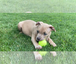 Small Photo #4 American Bully Puppy For Sale in OVERLAND, KS, USA