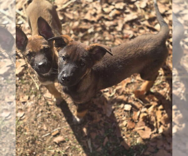 Medium Photo #3 Mutt Puppy For Sale in Alexander, AR, USA