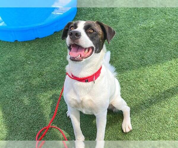 Medium Photo #1 Mutt Puppy For Sale in Orange, CA, USA