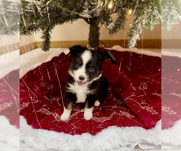 Medium Photo #3 Miniature Australian Shepherd Puppy For Sale in BEAVERTON, MI, USA