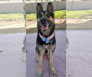 Sarge - - Male Australian Kelpie-German Shepherd Dog Mix Dog for Adoption - Photo #4
