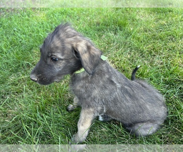 Medium Photo #1 Irish Wolfhound Puppy For Sale in BLACKFOOT, ID, USA