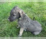 Puppy Sphinx Irish Wolfhound