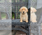 Puppy Puppy 2 Labrador Retriever