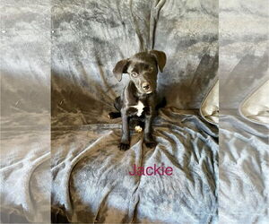 Catahoula Leopard Dog-Unknown Mix Dogs for adoption in Topeka, KS, USA
