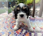 Small #1 Cavachon