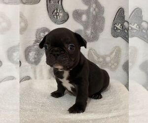 French Bulldog Puppy for sale in JOHNS ISLAND, SC, USA