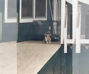 Shih Tzu-Unknown Mix Dogs for adoption in San Antonio, TX, USA