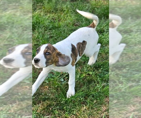 Medium Photo #2 Mutt Puppy For Sale in Wakefield, RI, USA