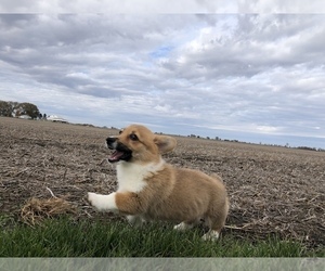 Pembroke Welsh Corgi Puppy for sale in ARTHUR, IL, USA
