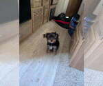 Small #3 Yorkshire Terrier