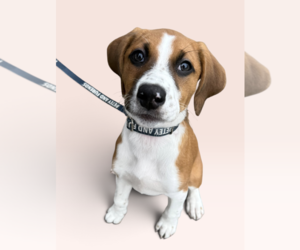 Labbe Dogs for adoption in Rockville, MD, USA