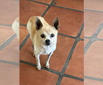 Small Photo #2 Chihuahua Puppy For Sale in San Diego, CA, USA
