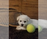 Small Photo #6 Bichon Frise Puppy For Sale in TORONTO, OH, USA