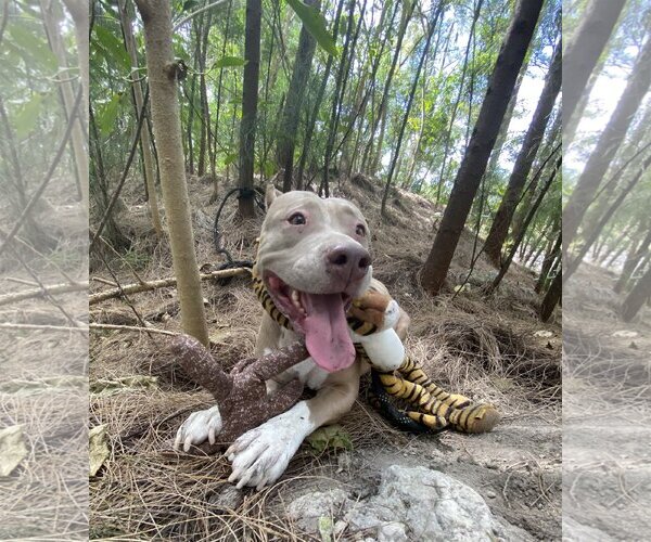 Medium Photo #8 Mutt Puppy For Sale in Miami, FL, USA