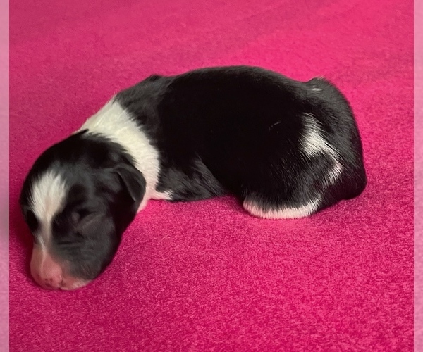 Medium Photo #1 Border Collie-Papillon Mix Puppy For Sale in CULPEPER, VA, USA