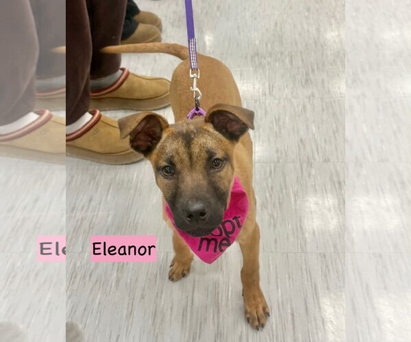 Medium Photo #1 Black Mouth Cur-Unknown Mix Puppy For Sale in GILBERTS, IL, USA