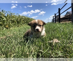 Pembroke Welsh Corgi Puppy for sale in ARTHUR, IL, USA